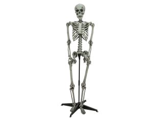 Halloween decoratie Staand skelet 160cm